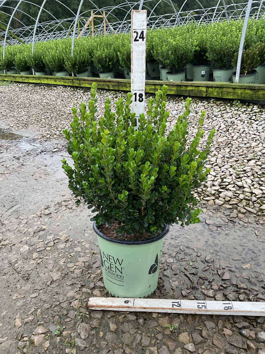 Buxus newgen 'Freedom'