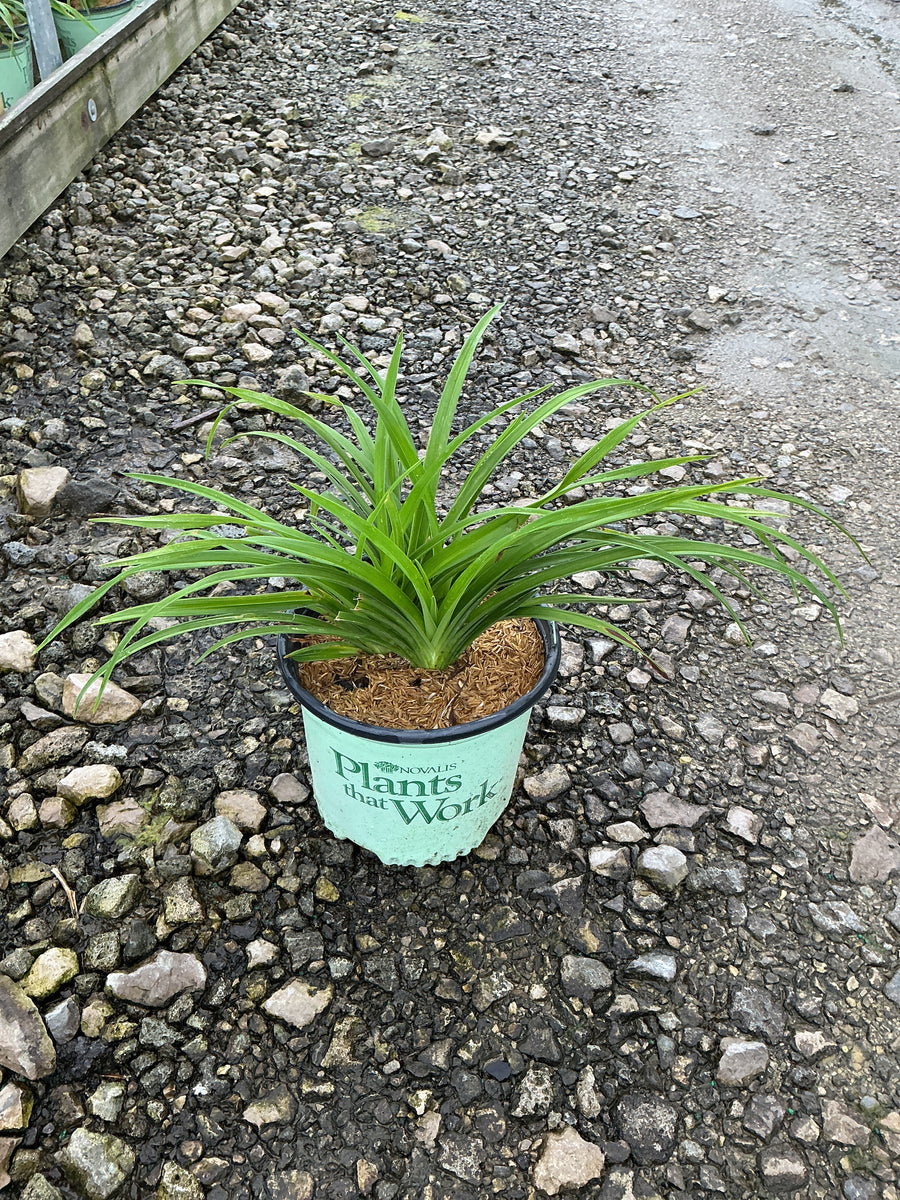 Hemerocallis double 'Pardon Me'