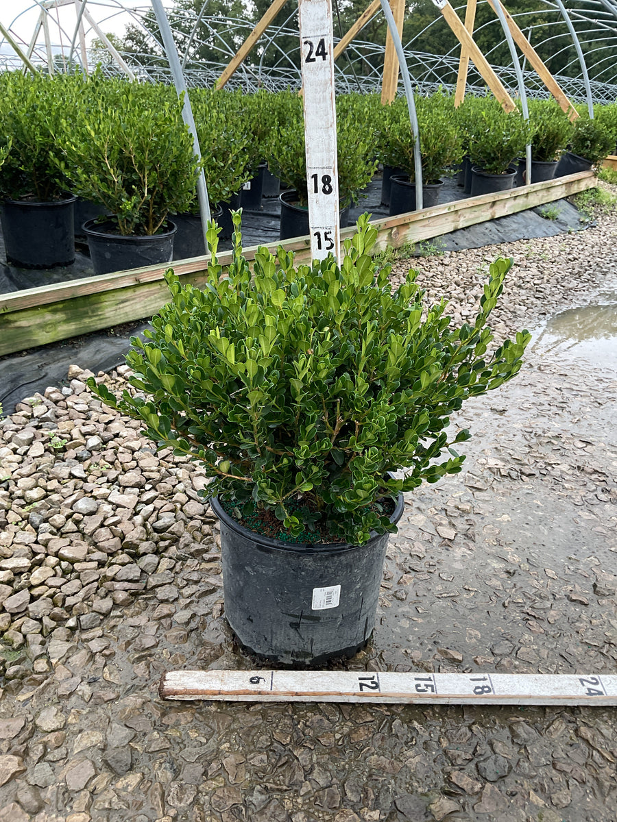 Buxus microphylla 'Winter Gem'