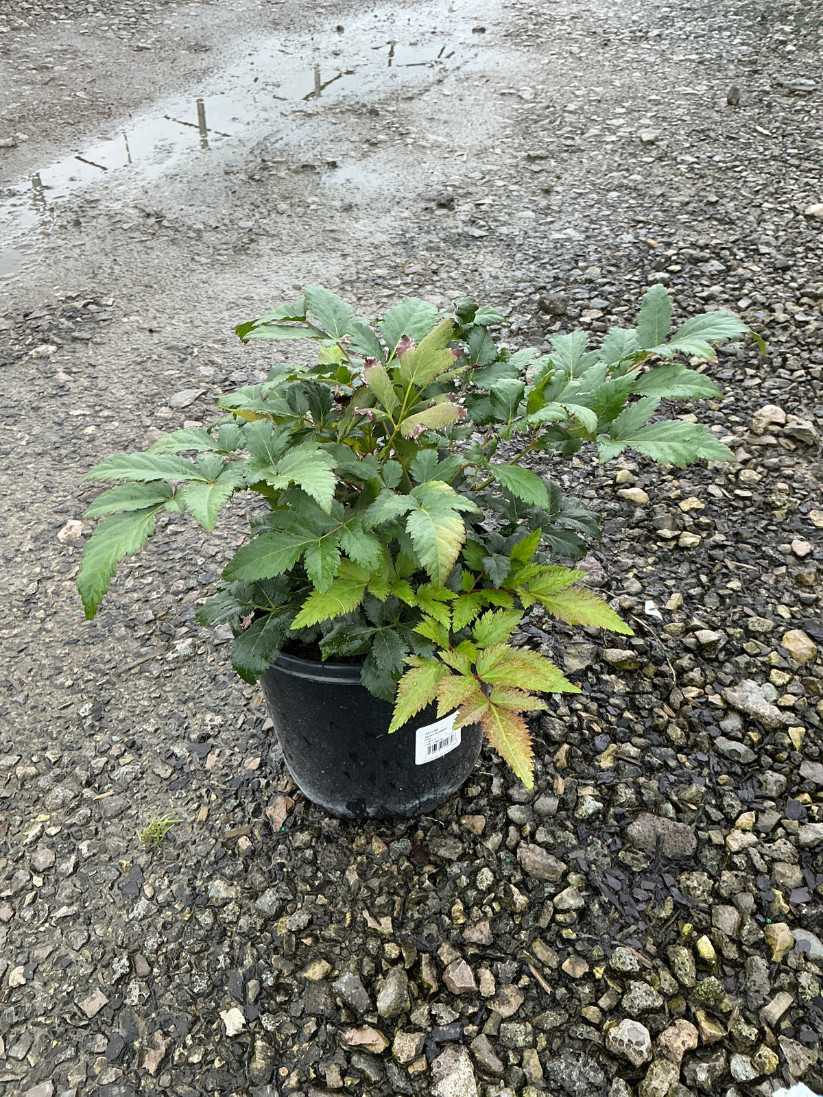 Astilbe japonica 'Montgomery'