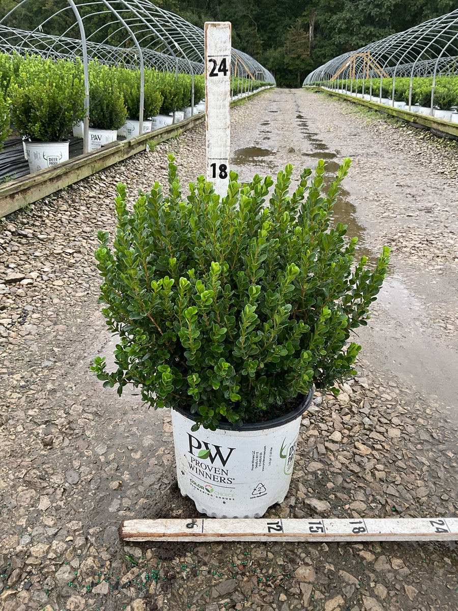 Buxus microphylla 'Sprinter'
