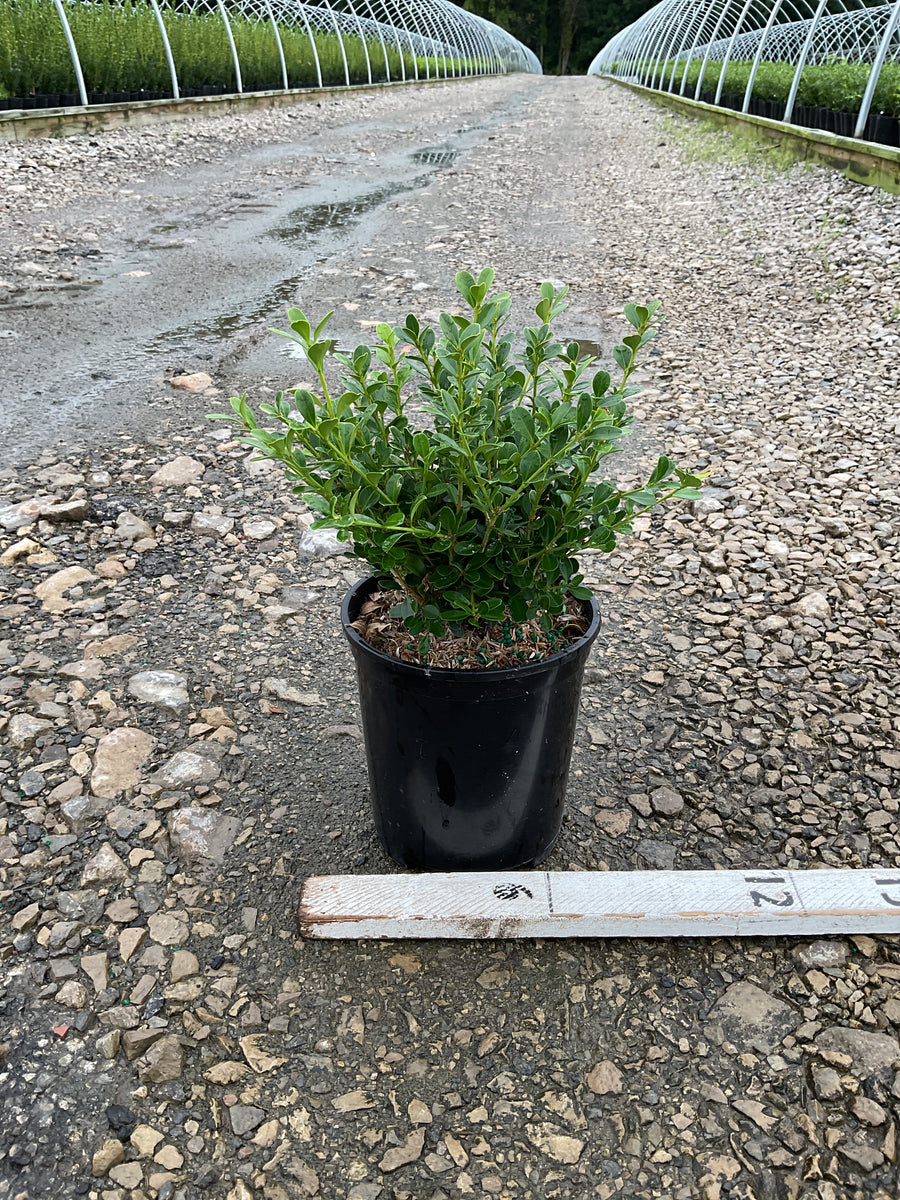 Buxus microphylla 'Green Gem'