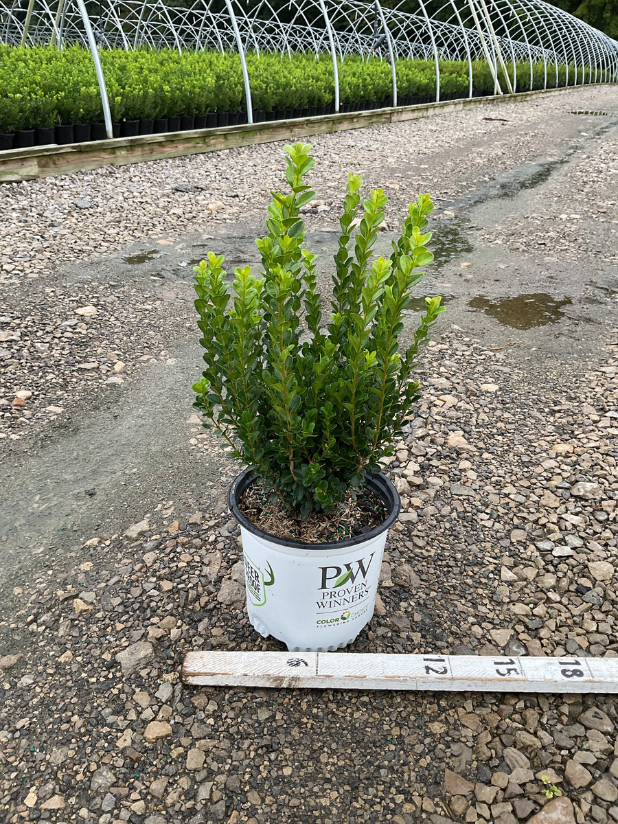 Buxus newgen 'Freedom'