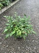 Astilbe japonica 'Peach Blossom'