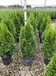 Thuja occidentalis 'Smaragd'