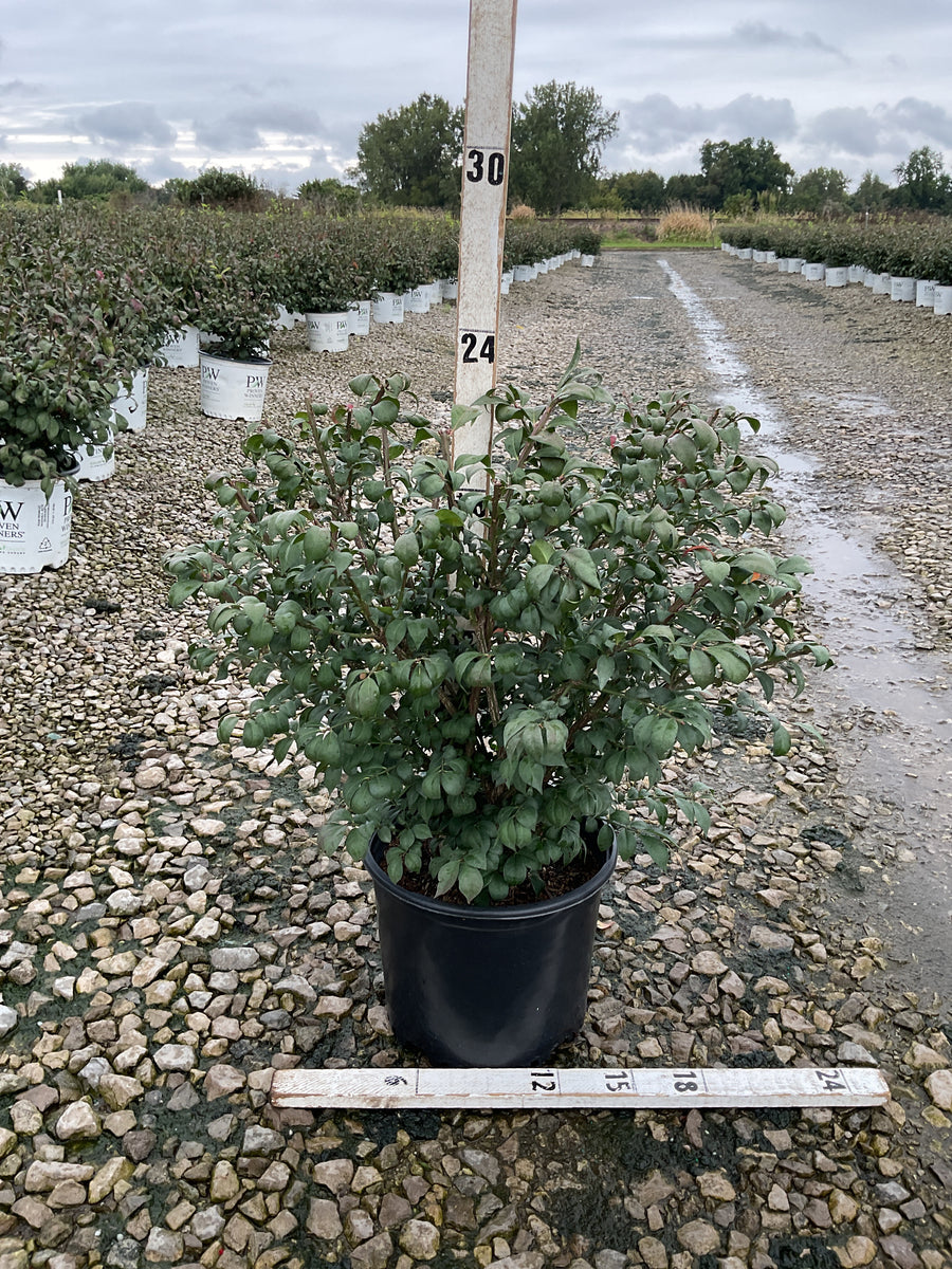 Euonymus alatus 'Compactus'