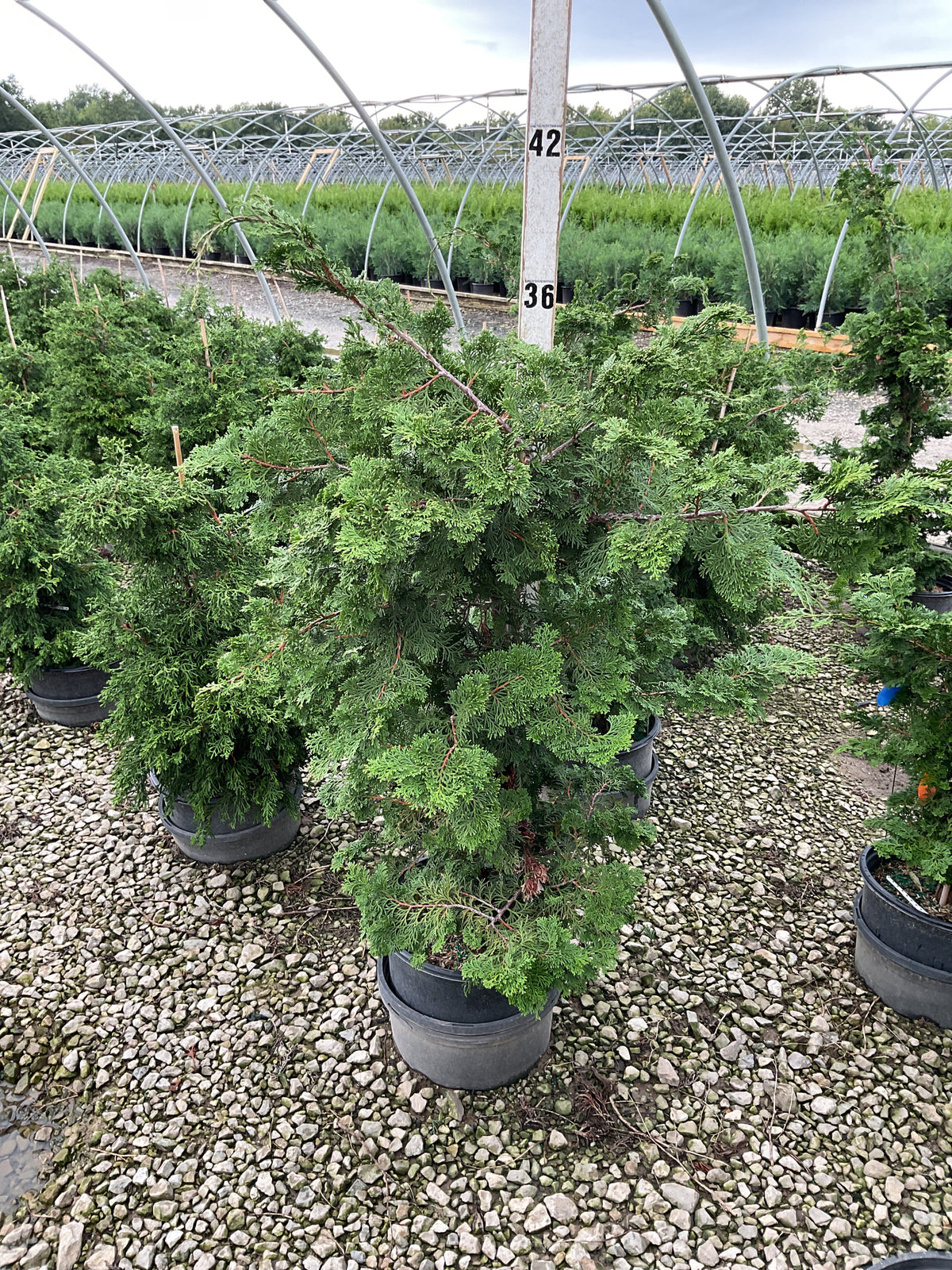 Chamaecyparis obtusa 'Wells'
