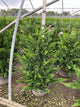 Chamaecyparis obtusa 'Filicoides'