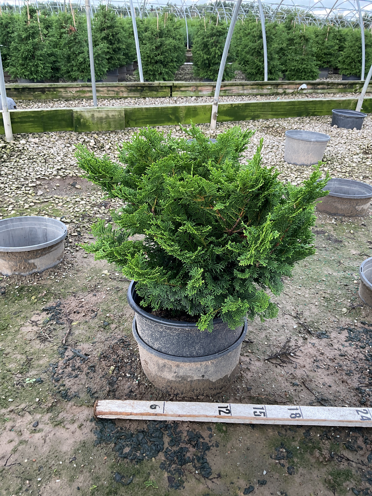 Chamaecyparis obtusa 'Tempelhof'