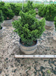Chamaecyparis obtusa 'Nana'