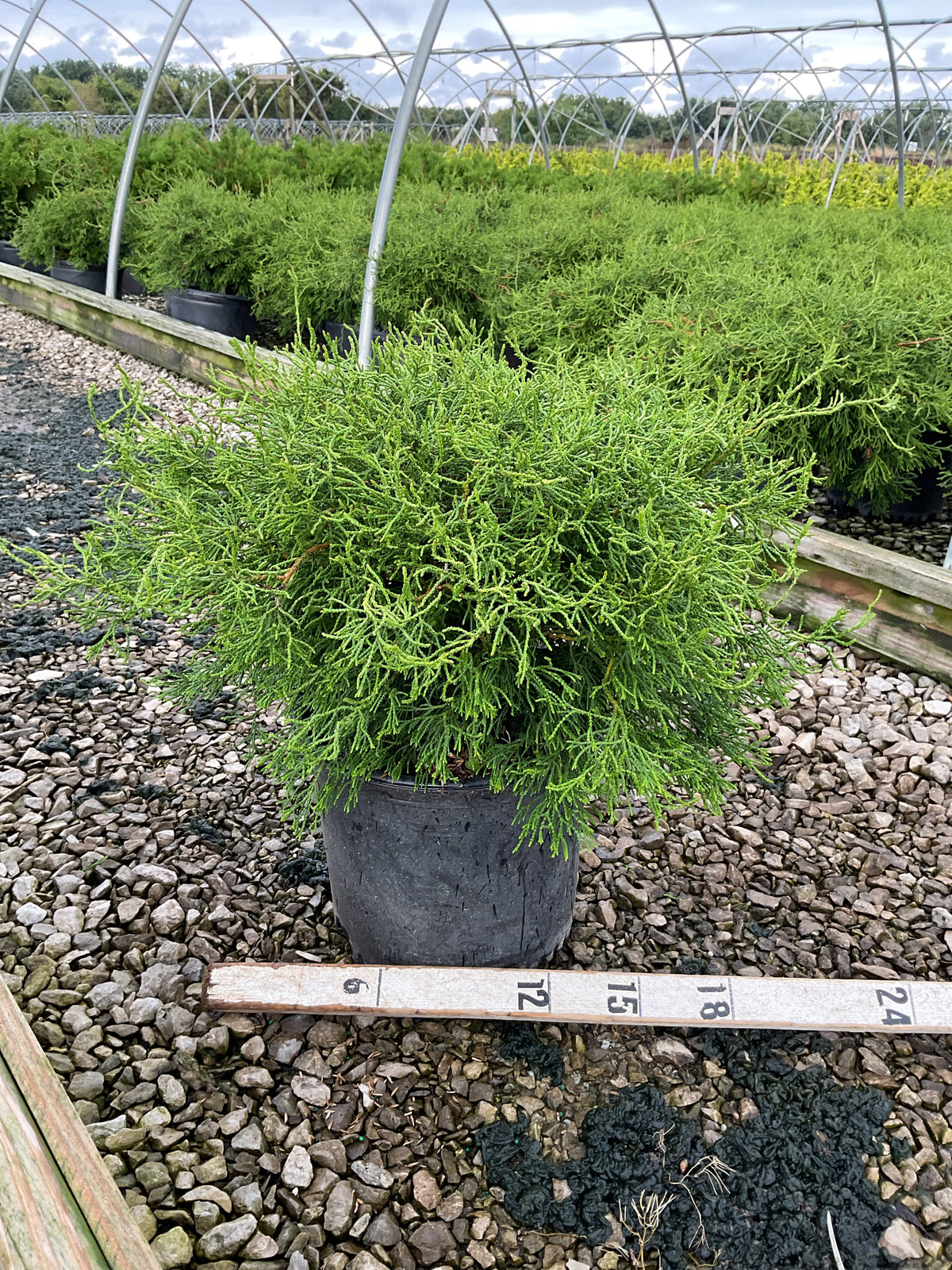 Chamaecyparis obtusa 'Contorta'
