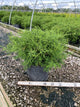 Chamaecyparis obtusa 'Contorta'