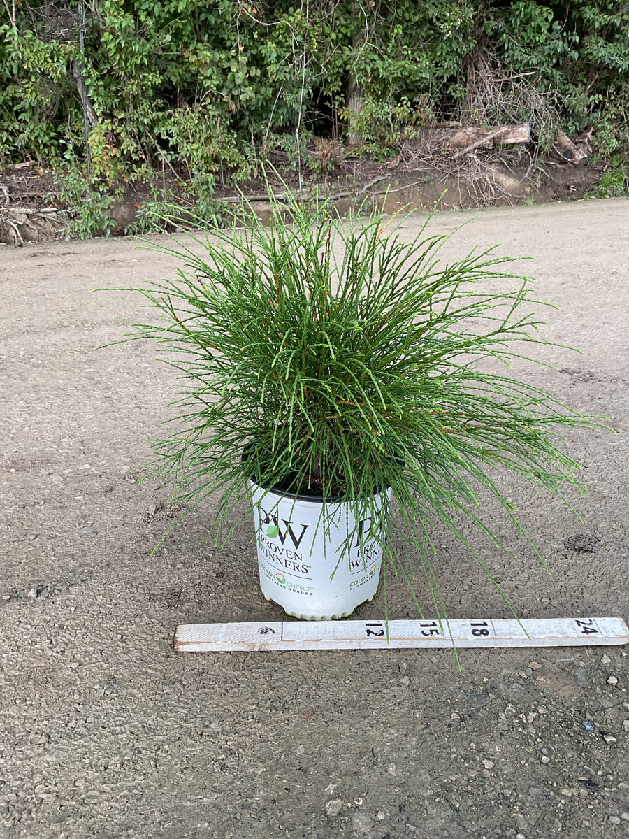 Thuja occidentalis ‘Whip It Good’
