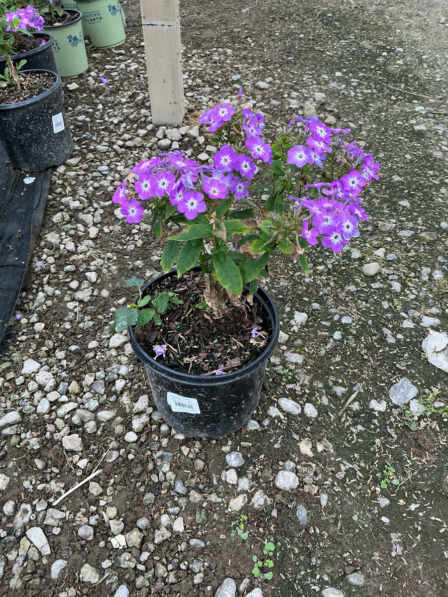 Phlox paniculata 'Flame Pro Purple'