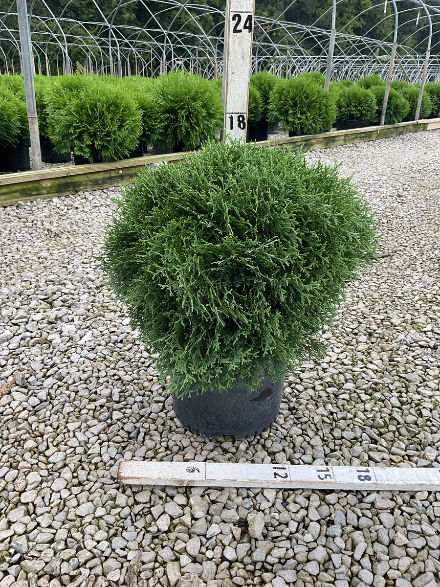Thuja occidentalis 'Hetz Midget'