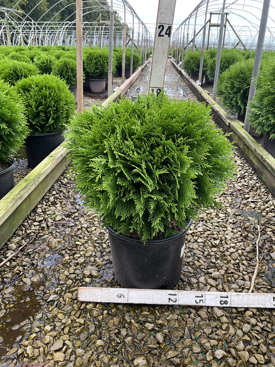 Thuja occidentalis 'Danica'