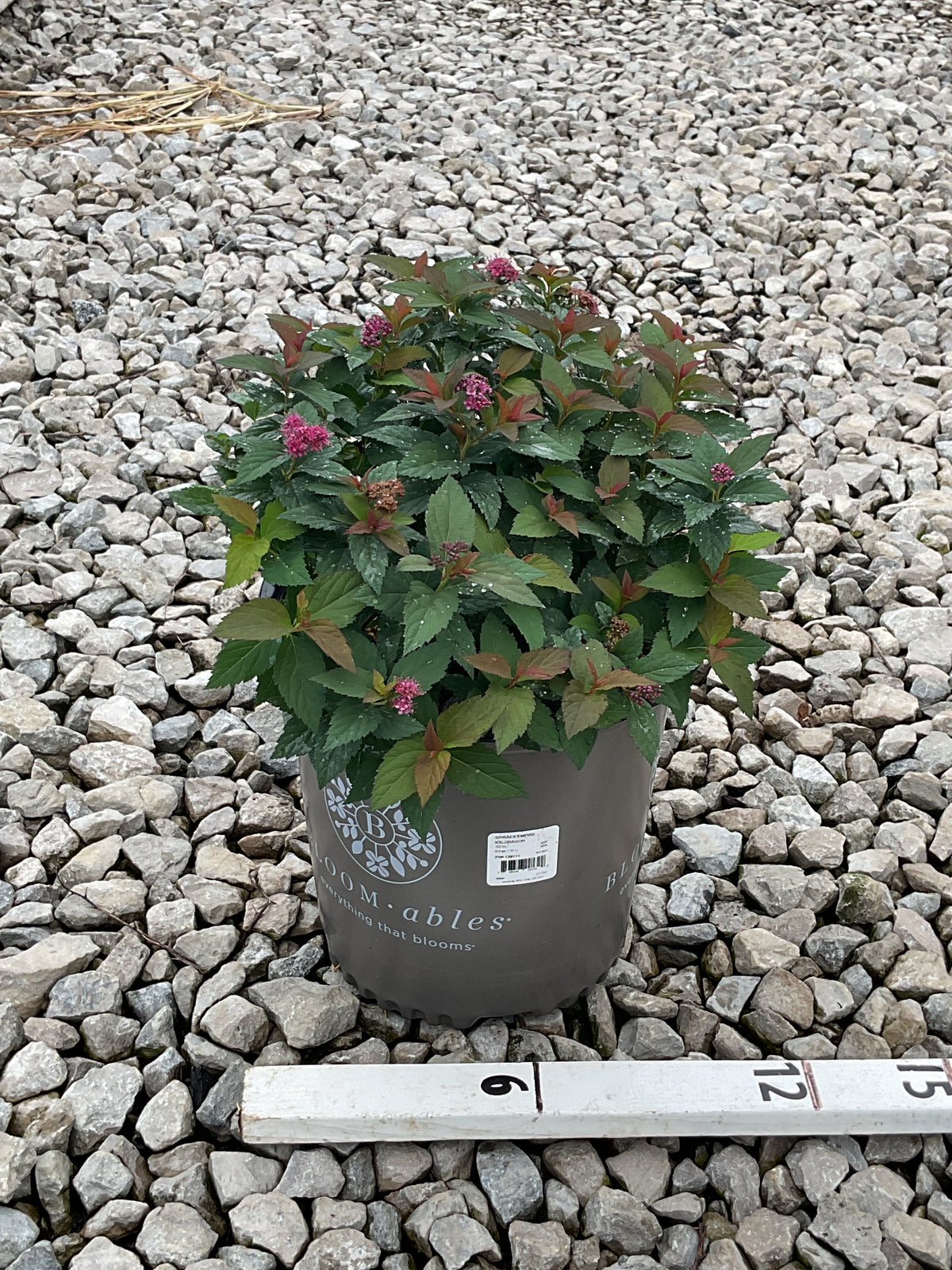 Spiraea empire 'Ice Dragon'