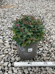 Spiraea empire 'Ice Dragon'