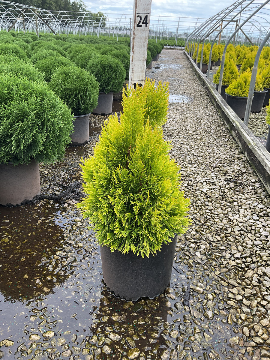 Thuja plicata '4Ever Goldy'