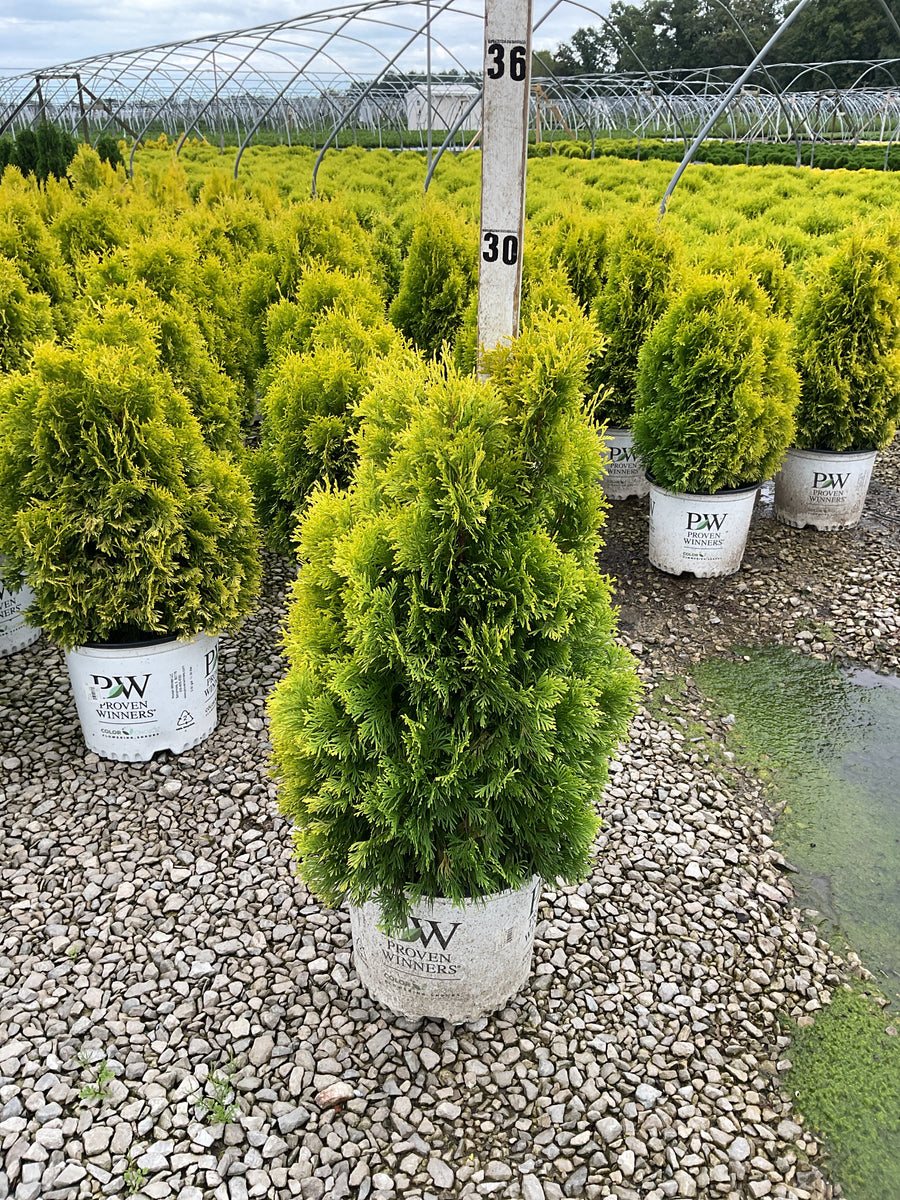Thuja plicata 'Fluffy'