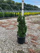 Thuja occidentalis 'Primo'