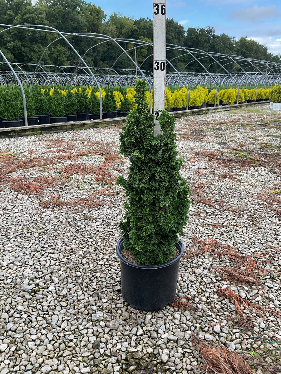 Thuja occidentalis 'Primo'