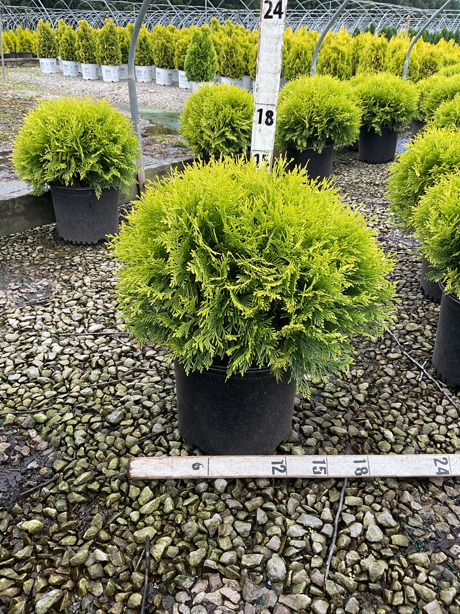 Thuja occidentalis 'Globosa Aurea'