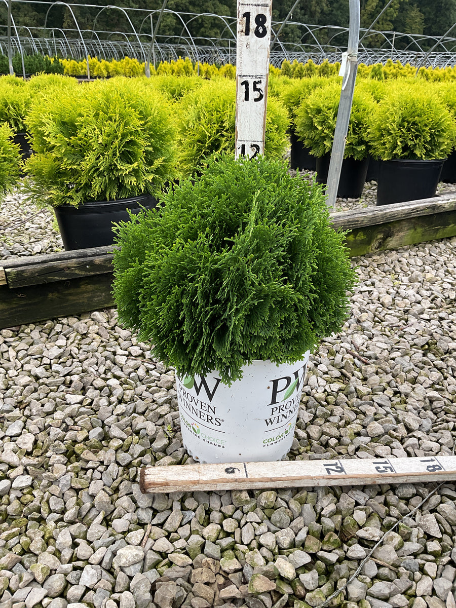Thuja occidentalis 'Tater Tot'