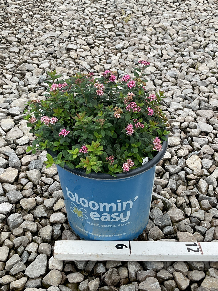 Spiraea poprocks 'Petite'