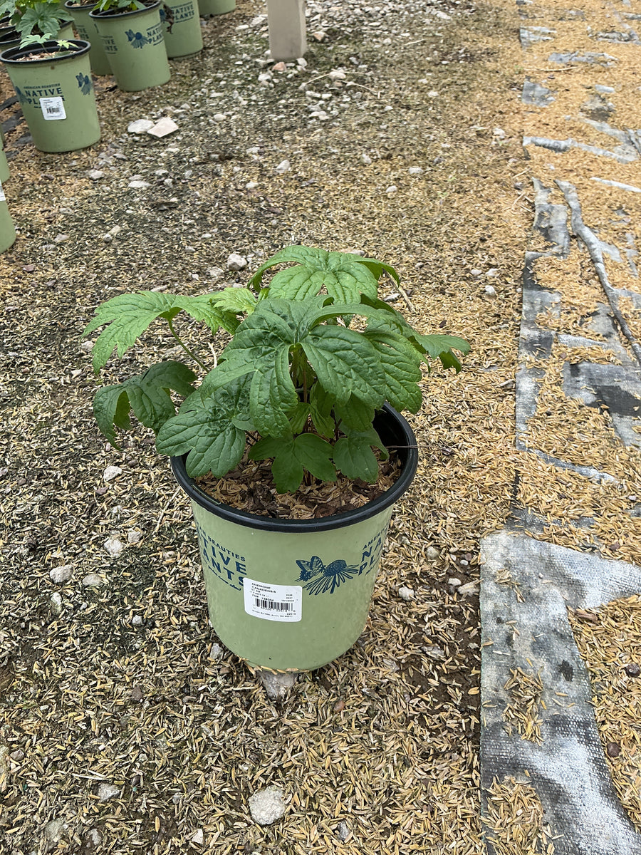 Anemone canadensis â€” G1 AB