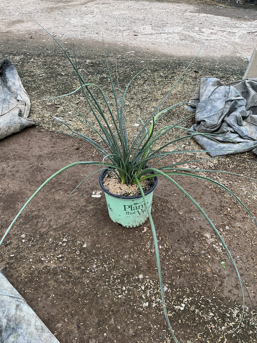 Hesperaloe parviflora