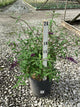 Buddleia davidii 'Black Night'