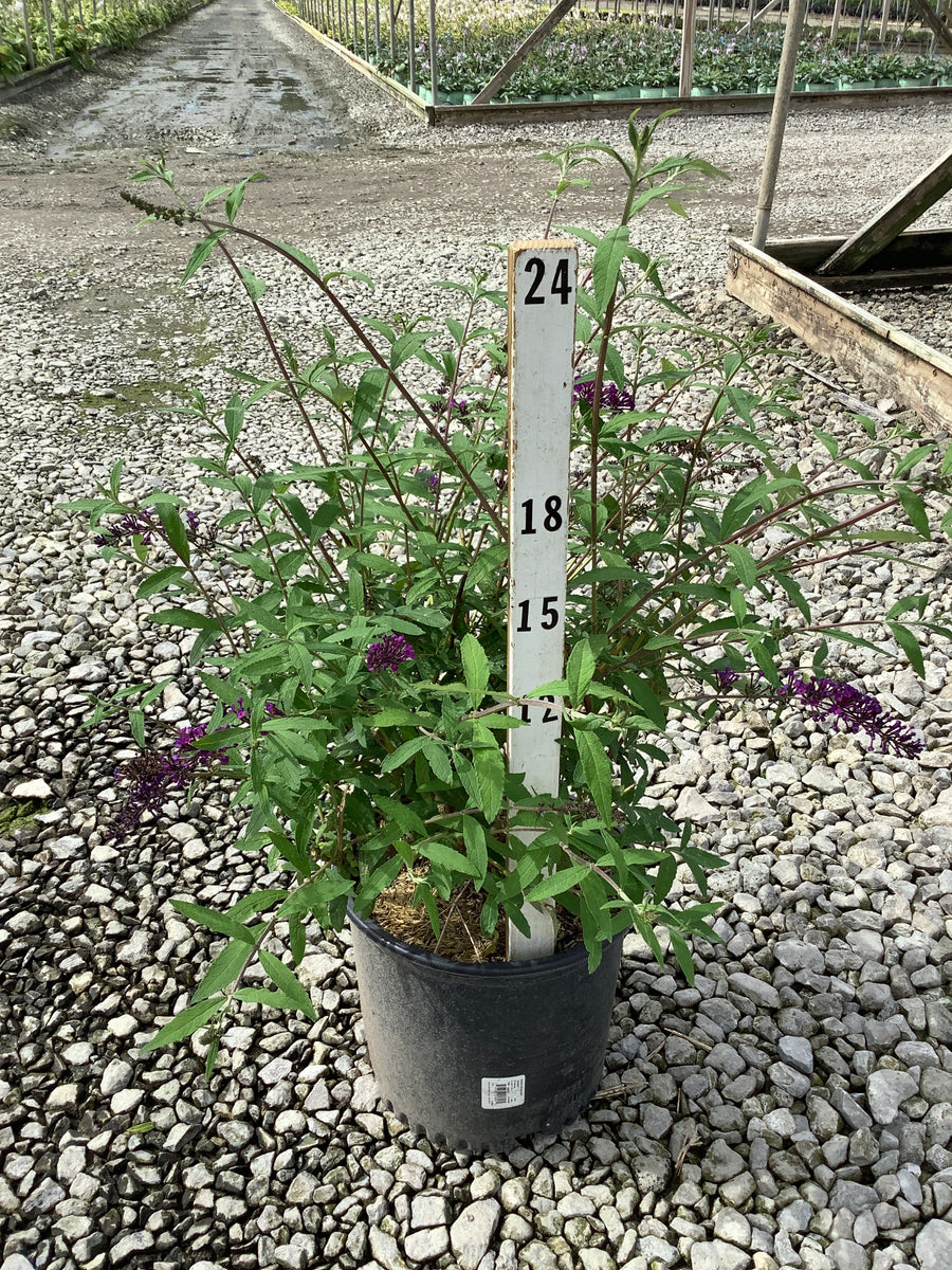 Buddleia davidii 'Black Night' â€” G3