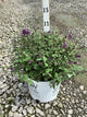 Buddleia '‘Blue Chip Jr’'