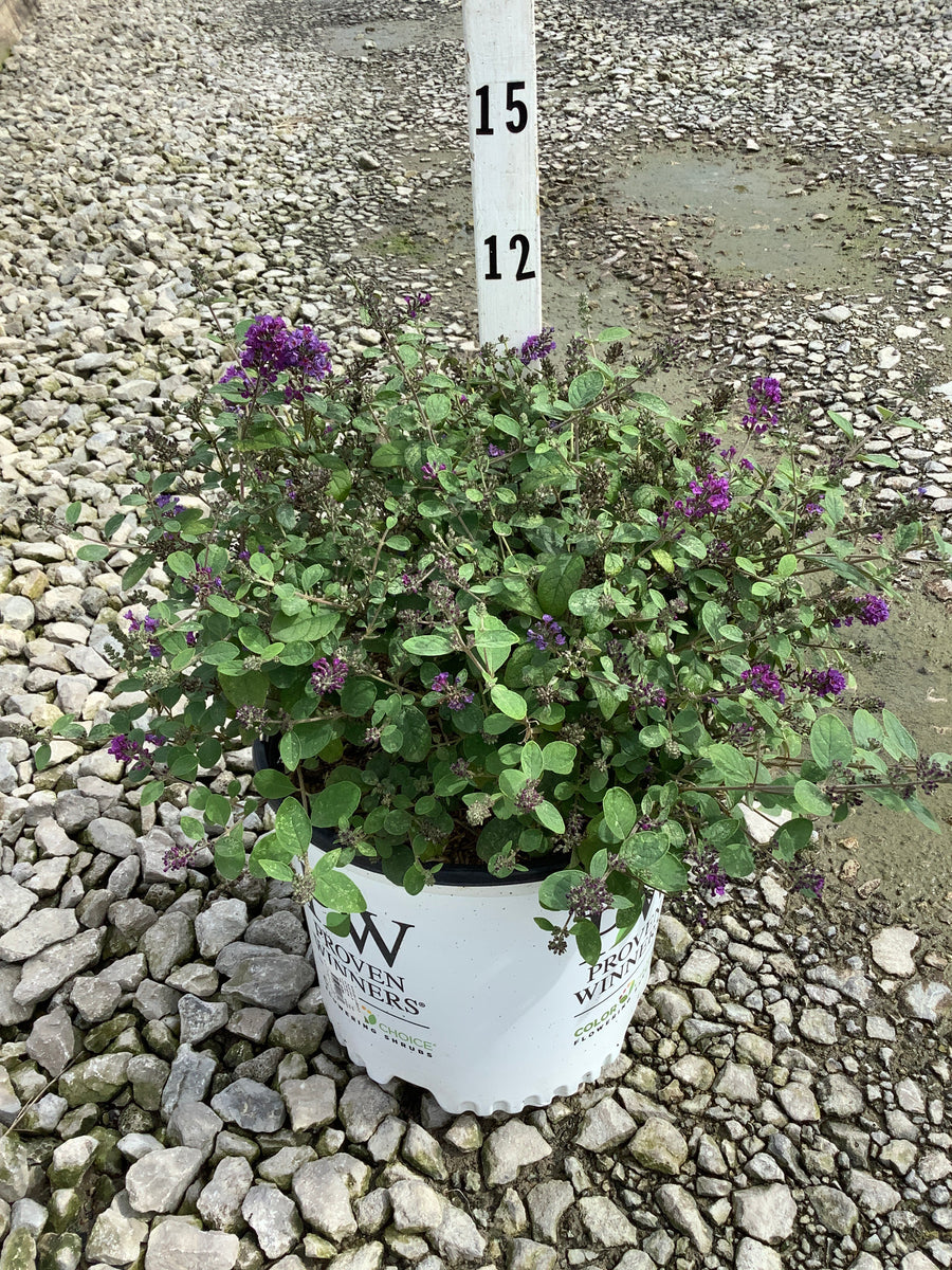 Buddleia '‘Blue Chip Jr’'