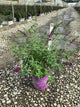 Buddleia ‘Groovy Grape'