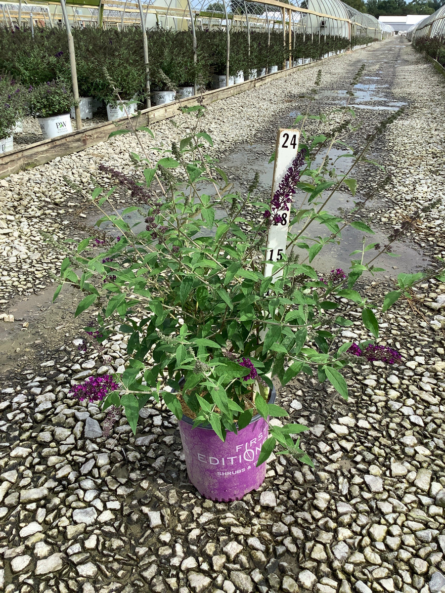 Buddleia ‘Groovy Grape'