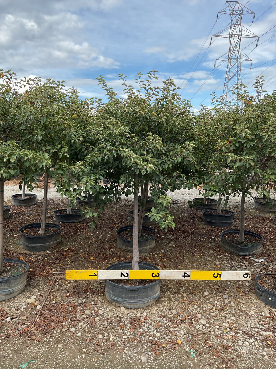 Malus sargentii 'Tina'