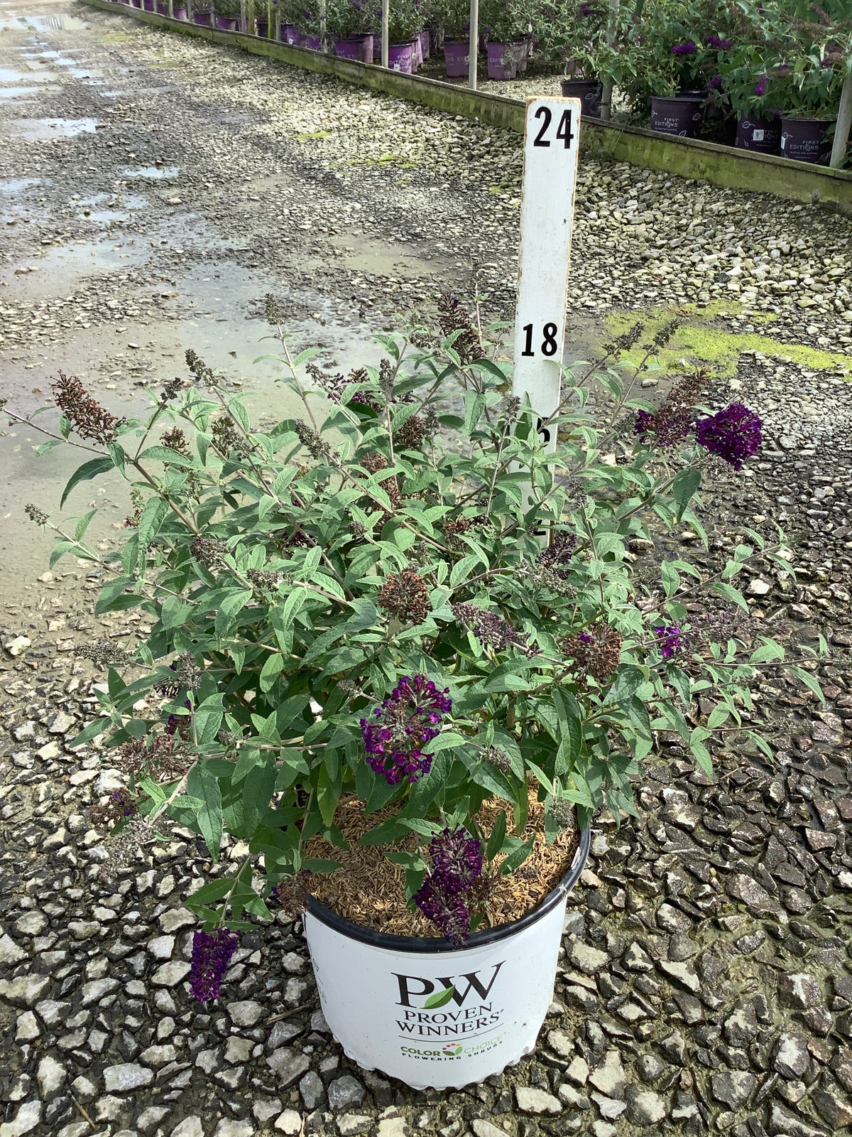 Buddleia x 'Darkest Night’ (SMNBDMO)