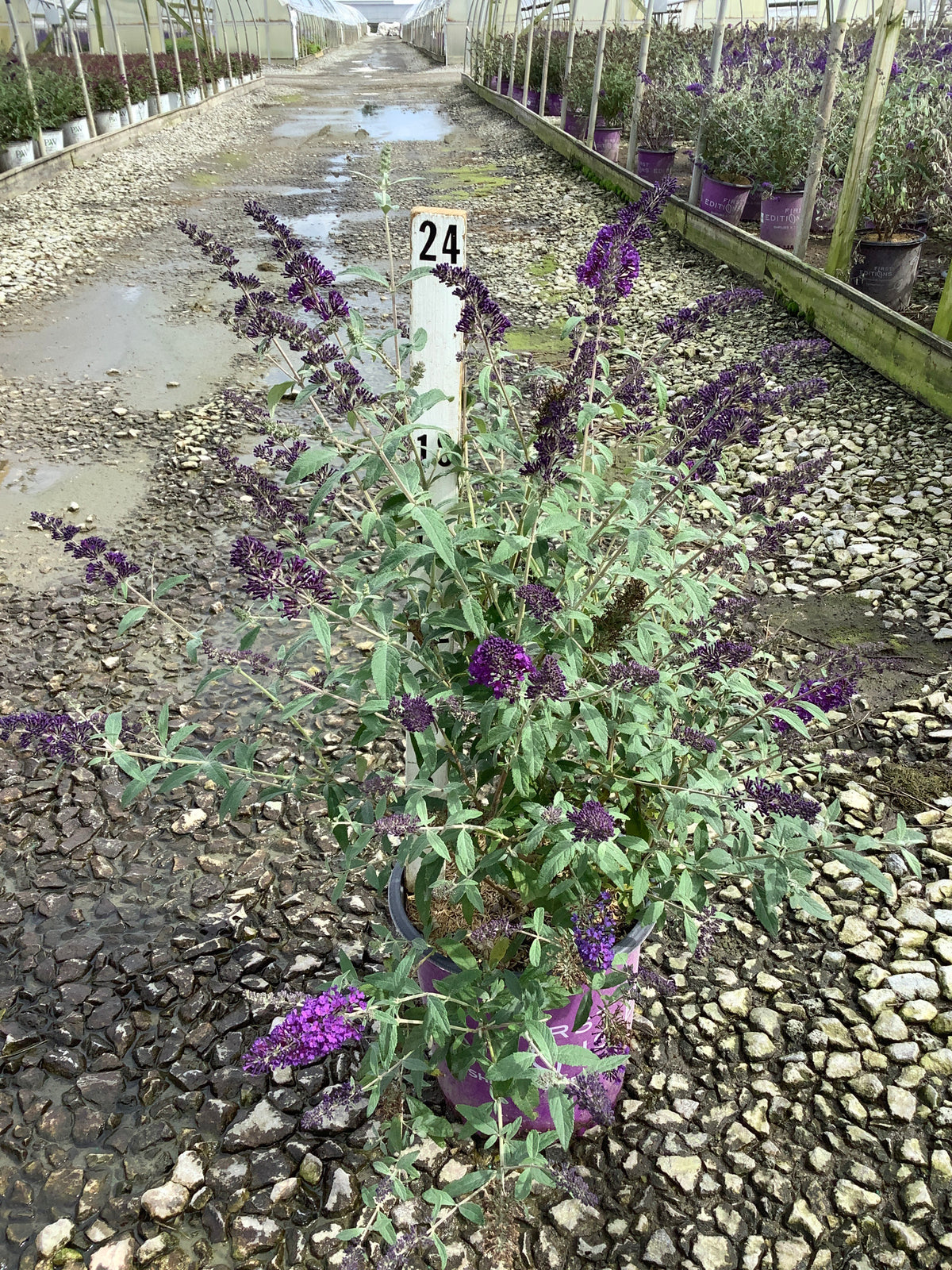 Buddleia ‘Psychedelic Sky'