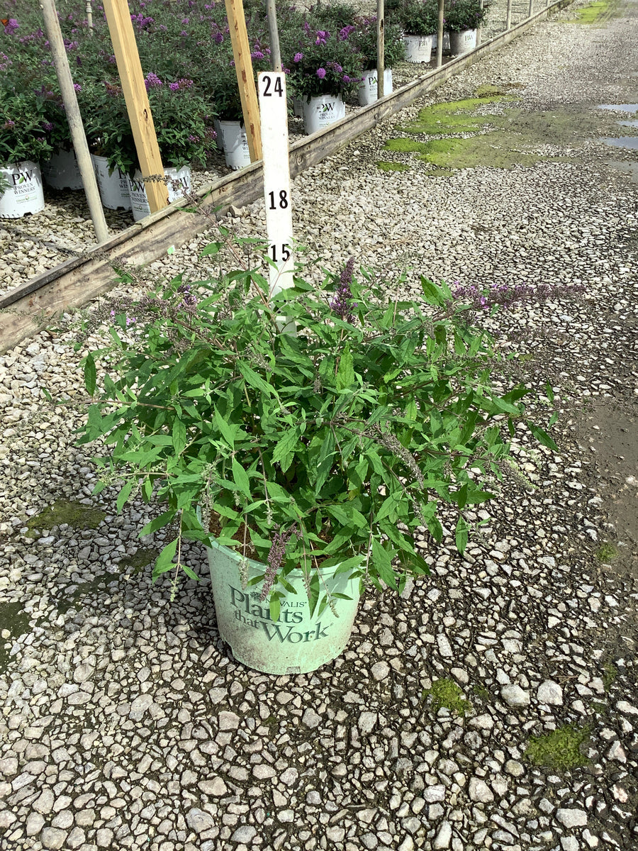 Buddleia 'Lavender Cascades'