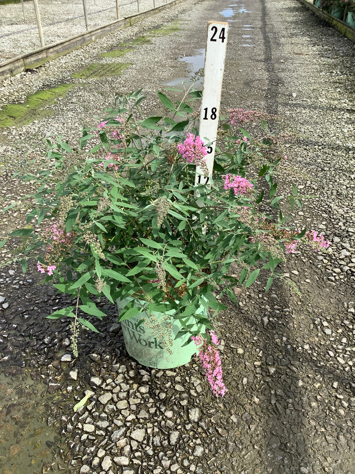 Buddleia 'Pink Cascades'