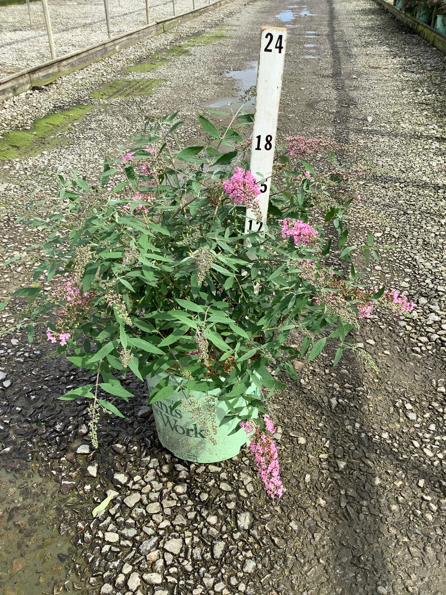 Buddleia 'Pink Cascades'