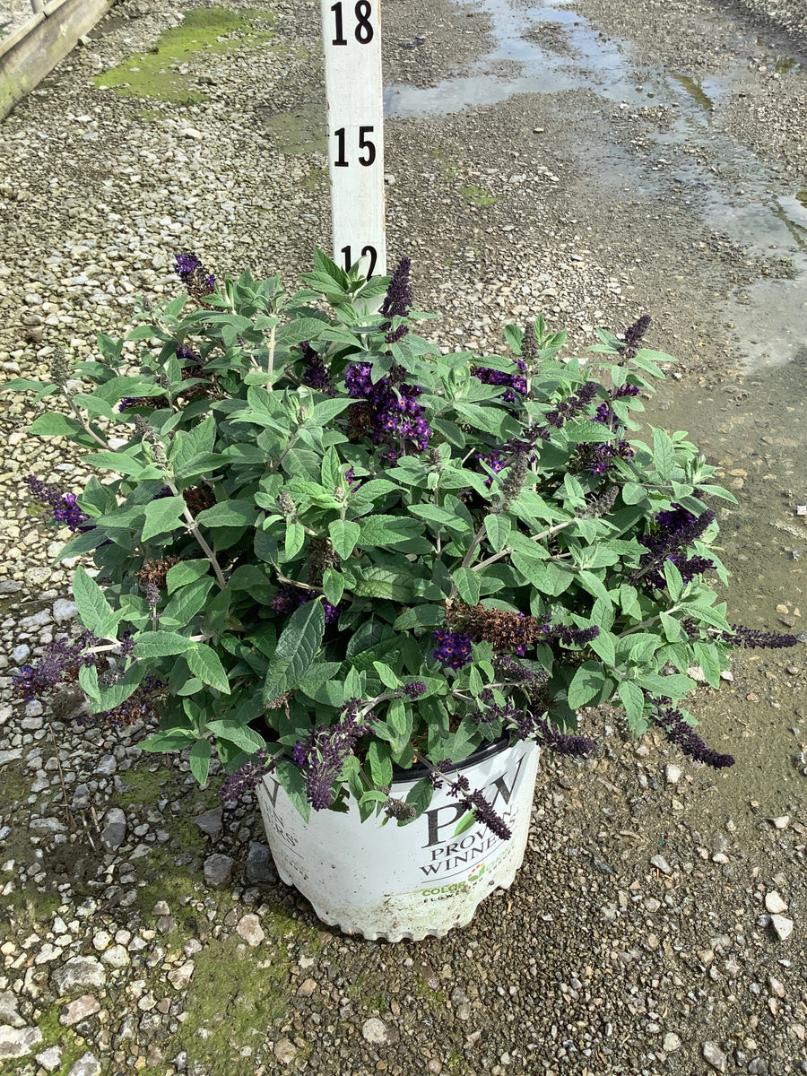 Buddleia 'Pugster Blue'