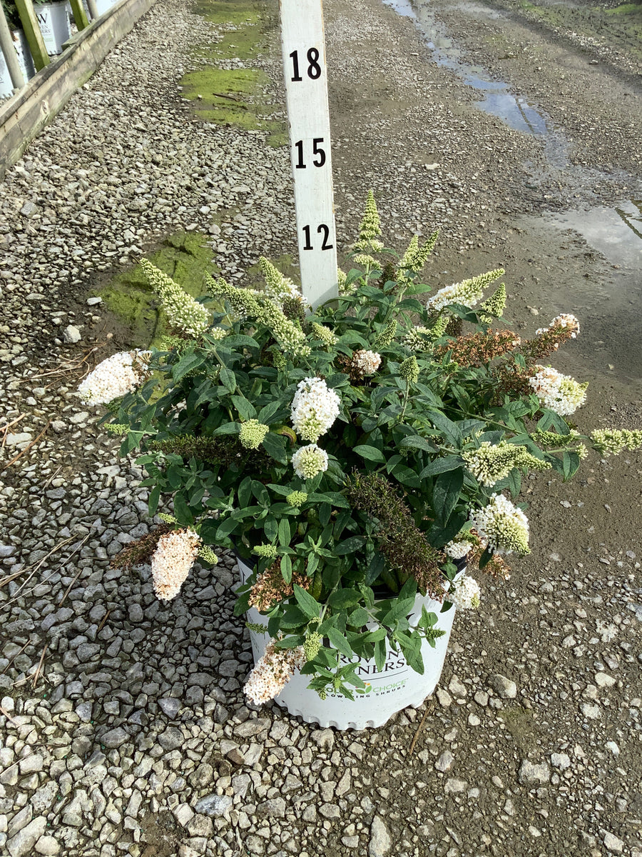 Buddleia 'Pugster White'