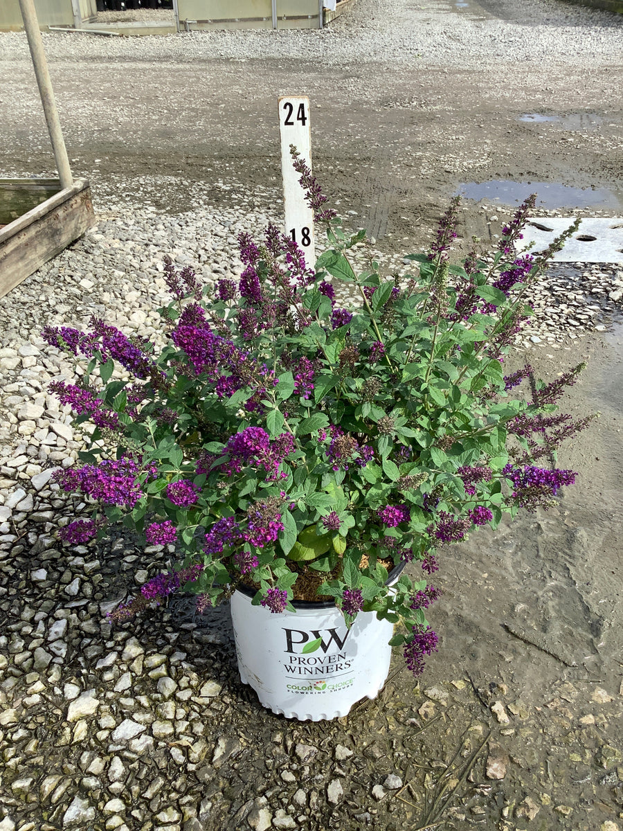 Buddleia x ’Miss Violet’