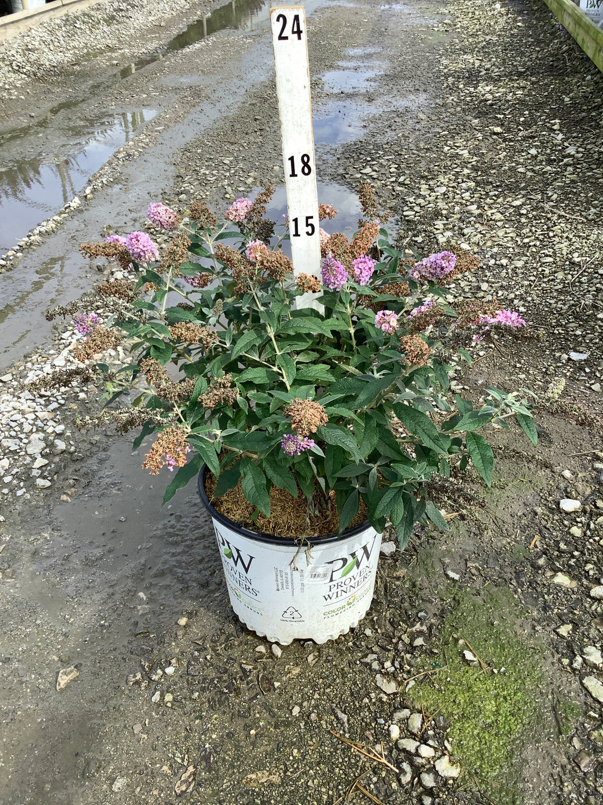 Buddleia x 'Pugster Sorbet’ (SMNBWXPP)