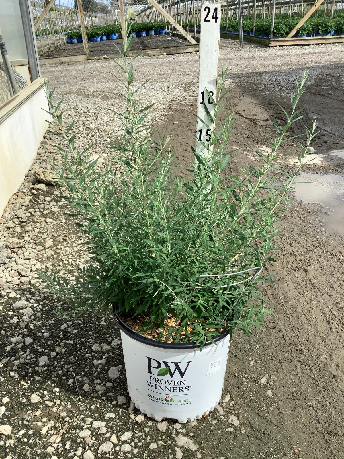 Buddleia alternifolia Mop Top®