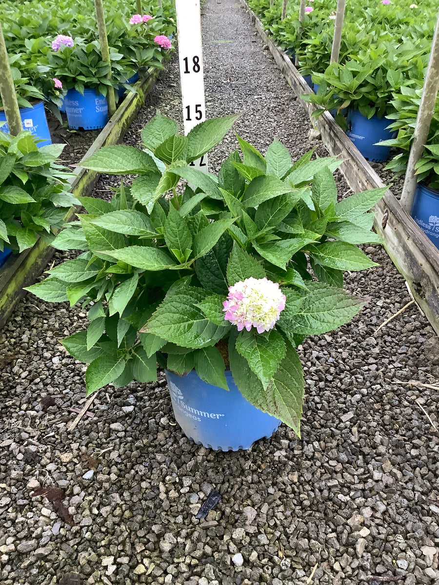 Hydrangea macrophylla 'Bailmer'