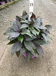 Hydrangea macrophylla 'Eclipse'